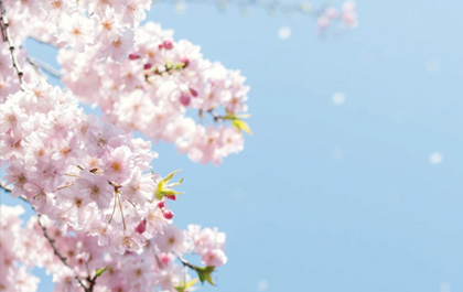 在樱花盛开的地方——第十九期z6尊龙软件应用培训武汉闭幕